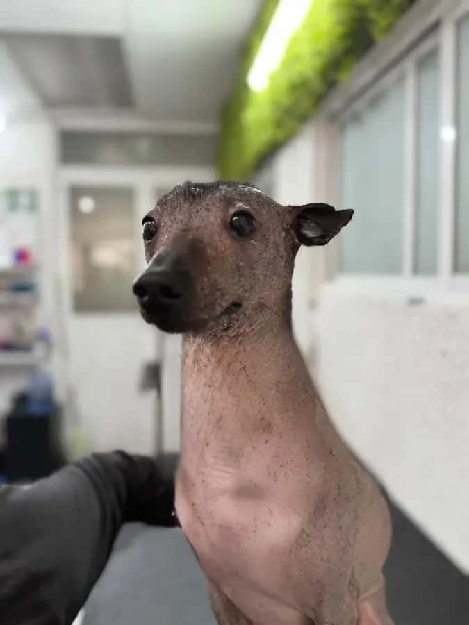 Baño Raza Mediana Pelo Corto